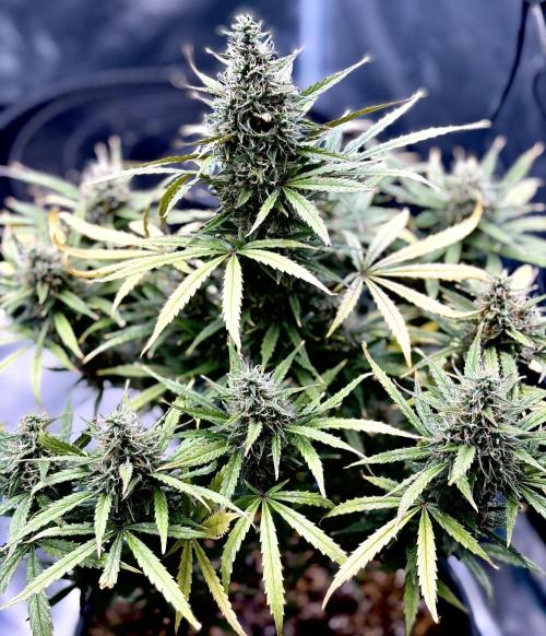 MANGA ROSA for Ole-Time sake. Week 19 - 31st a.m. ETHOS HAZE auto
