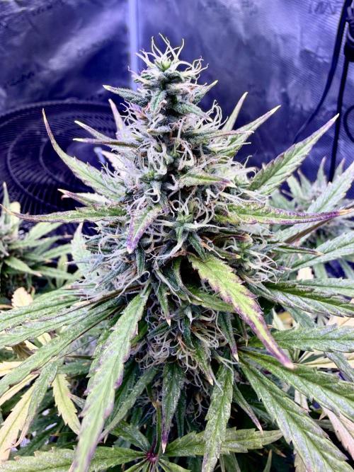 MANGA ROSA for Ole-Time sake. Week 19 - 31st ETHOS HAZE auto, keeping it on the Sativa side !