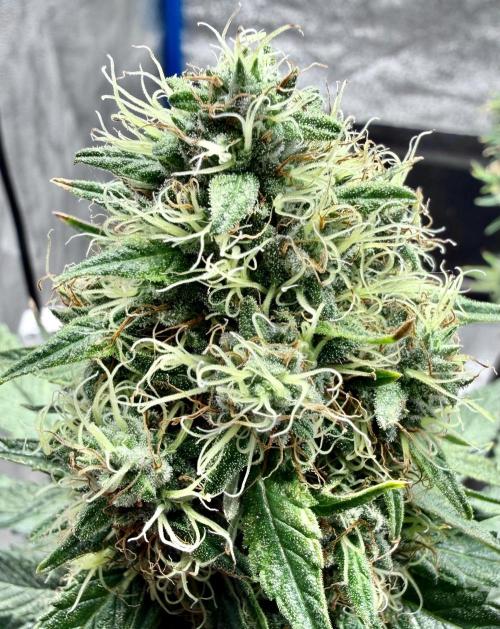 RED BILLY making it Official. Week 3 - 31st, 11/13 tent has a Red Billy thats only Days away from the CHOP