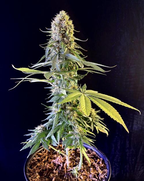 RED BILLY making it Official. Week 3 - Aug 1, RED BILLY gets chopped. More AMBER than Clear