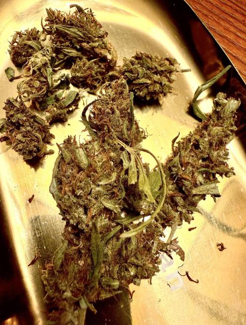 SUMMER STRAYS 2025. Week 21 - Aug 2026, super fruit in a damp basement. 
Above the Brow Sativa.
