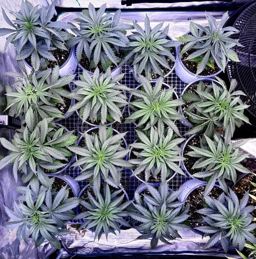 RED BILLY making it Official. Week 4 - 3rd from above
