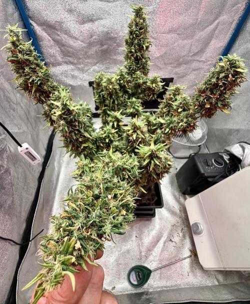 MANGA ROSA for Ole-Time sake. Week 19 - 2nd, MR has some activity on the Colas