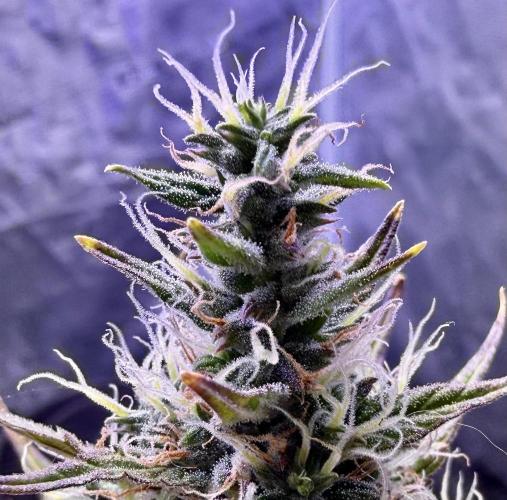2026 Medley. Week 19 - 3rd ETHOS HAZE auto 10-12 weeks will pick-up where MRH leaves off: @10 week
