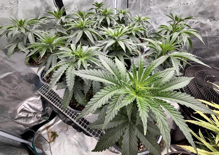 RED BILLY making it Official. Week 4 - 3rd, Healthy looking