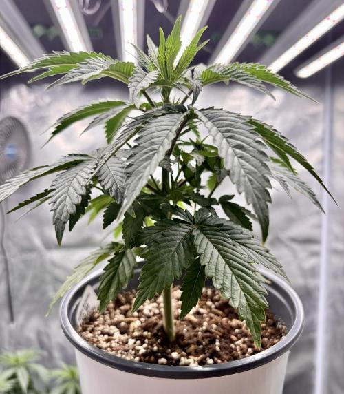 RED BILLY making it Official. Week 4 - 9” tall
