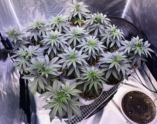 RED BILLY making it Official. Week 4 - 4th, tent now belongs to Red Billy. Final Up-potting is next, later this week 