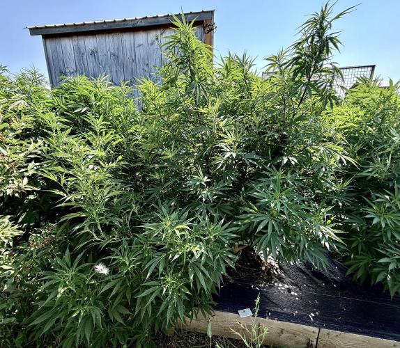 2026 Medley. Week 19 - 4th, GREEN MOUNTAIN GRAPE continues to explode 