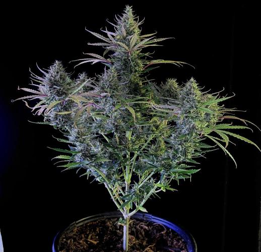 2026 Medley. Week 19 - ETHOS HAZE Auto goes to finish the last week OUTSIDE 