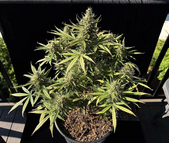 2026 Medley. Week 19 - Daylight and a leash a week long for the Ethos Haze auto. Man does it stink good