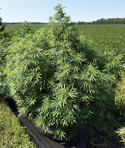 2026 Medley. Week 19 - 4th, Hawaiian Snow also has the first Fan leaf to show FADE… flip = 10 days !!! 