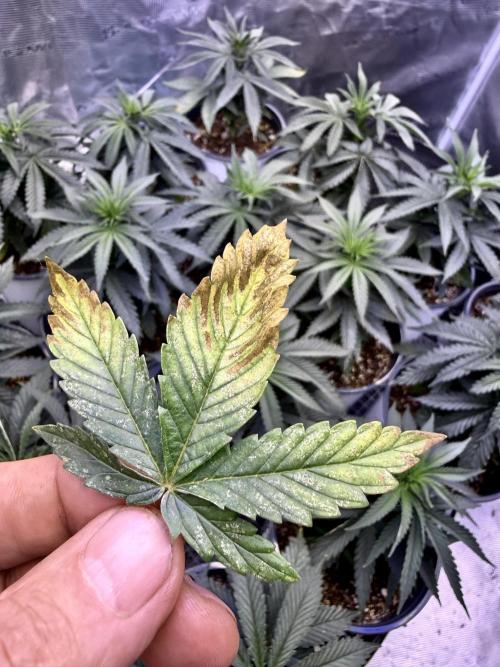 RED BILLY making it Official. Week 4 - 4th a little bit of this, 4 plants
