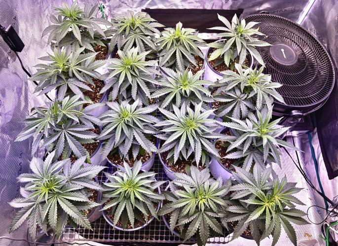 RED BILLY making it Official. Week 4 - 4th, next drink in 3-days is an Up-Pot = 2-gal.. then flip within a week! 
