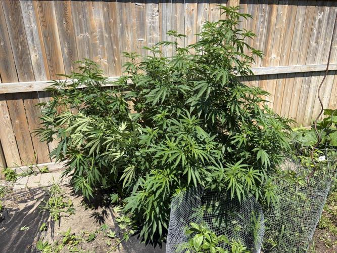 2026 Medley. Week 19 - 5th, “SANDTRAP” w/ ALASKAN PURPLE, thriving next to a 6’ fence