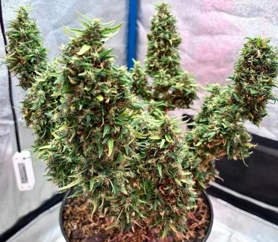 MANGA ROSA for Ole-Time sake. Week 20 - Aug 6th, week 14 of bloom begins. Pushing this plant further