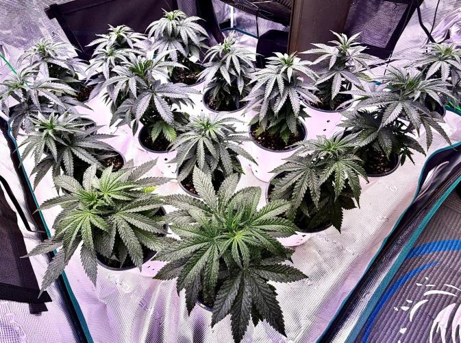 RED BILLY making it Official. Week 4 - Freshly Foliar sprayed w Kelp Extract