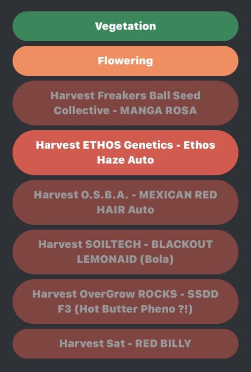 MANGA ROSA for Ole-Time sake. Week 20 - Please Help Growdiaries!
Blackout Lemonade is the only harvested plant!!