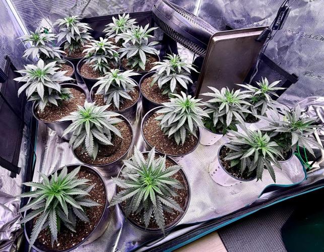 RED BILLY making it Official. Week 4 - 6th, the culled plants (btm right) find gardens this weekend (sex m/f ?) 