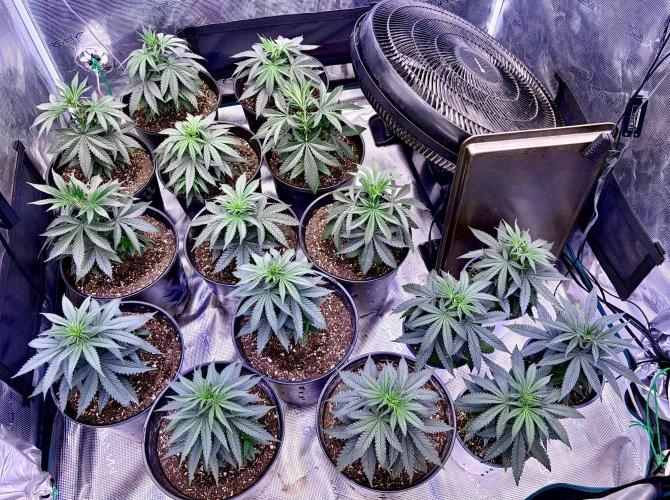 RED BILLY making it Official. Week 4 - 7th, and they look great for breakfast! 

Steady as she goes