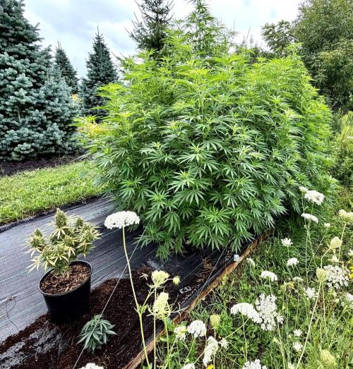 2026 Medley. Week 20 - 7th, RED BILLY culled plant next to Hawaiian snow & Ethos Haze auto. Flip 6days