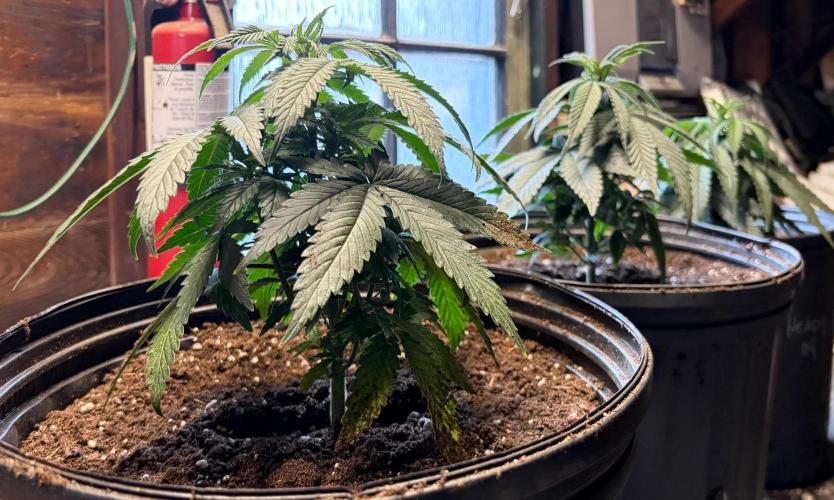 RED BILLY making it Official. Week 4 - 7th, 3 culled plants have it made! 3-gal pots & 10” ea. and new homes Monday