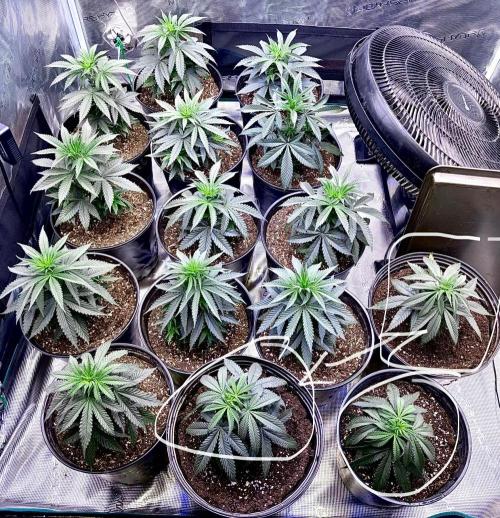 RED BILLY making it Official. Week 4 - 7th, watered-in w/ 700ml ea. microbe tea. See how far this goes