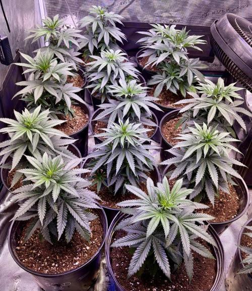RED BILLY making it Official. Week 4 - 9th, Red Billy on day 28 Veg