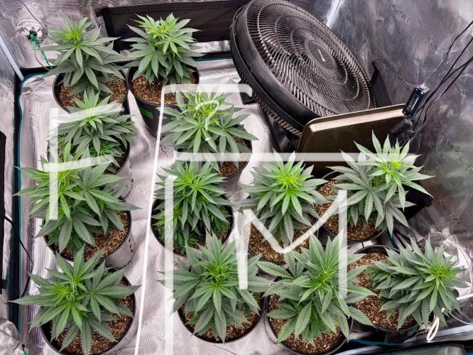 RED BILLY making it Official. Week 5 - 11th, crazy results on day 2 bloom 