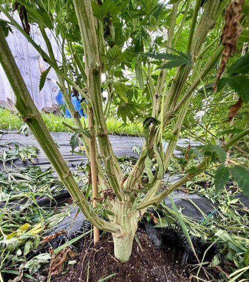 2026 Medley. Week 20 - 11th, ACAPULCO GOLD knows this Soil… great to have it growing again