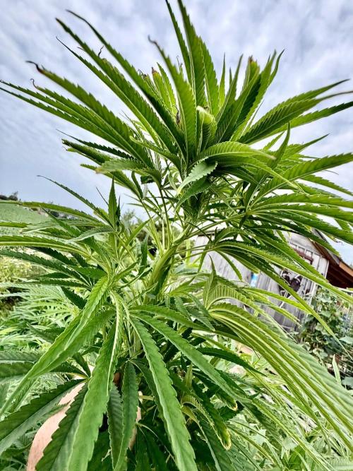 2026 Medley. Week 20 - Like this Flat branch in a No-Rules COLA 