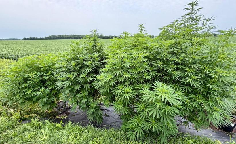 2026 Medley. Week 20 - 11th, l to r; london cheese, blueberry cheesecake, lsd, hawaiian snow