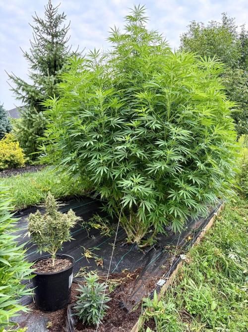 2026 Medley. Week 20 - 11th, ETHOS haze auto btm L, RED BILLY btm R; HAWAIIAN SNOW, most of it!