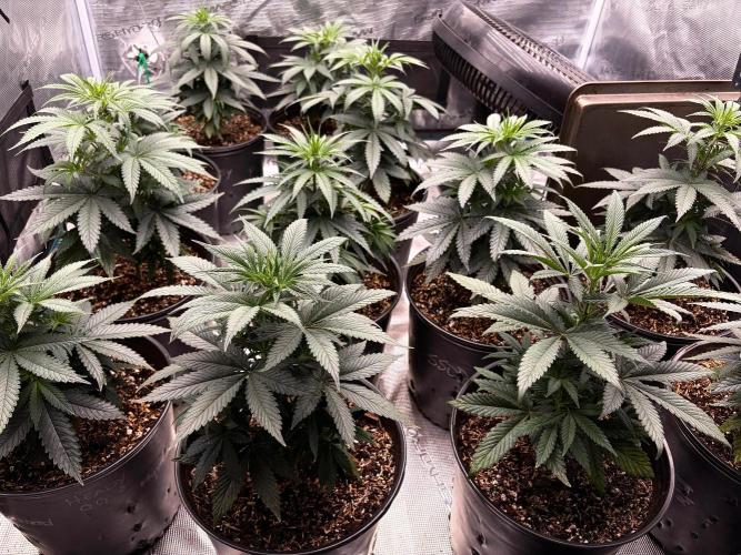RED BILLY making it Official. Week 5 - 12th, “… names on the pots have been changed to protect the innocent”