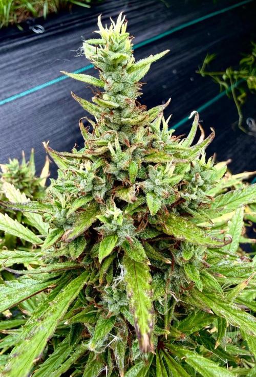 MANGA ROSA for Ole-Time sake. Week 20 - 11th, Foxtails galore and White pistils abound 
