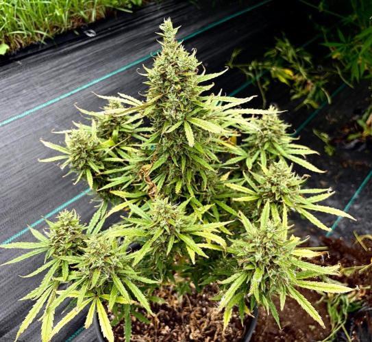 MANGA ROSA for Ole-Time sake. Week 20 - 11th, Ethos Haze needs no defoliation 