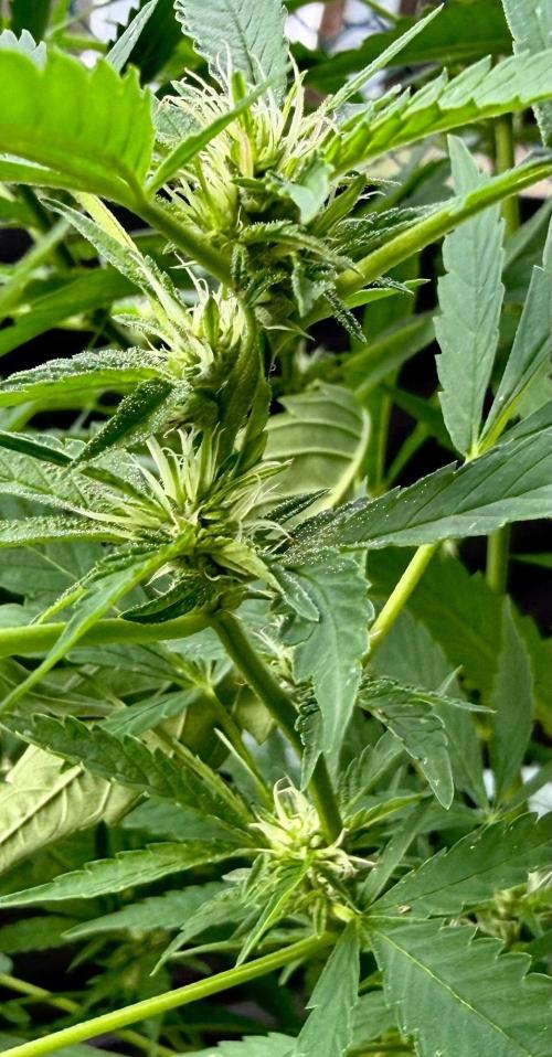 2026 Medley. Week 21 - 13th, FRIESLAND (m33) with a Fresh collection of Bud sites