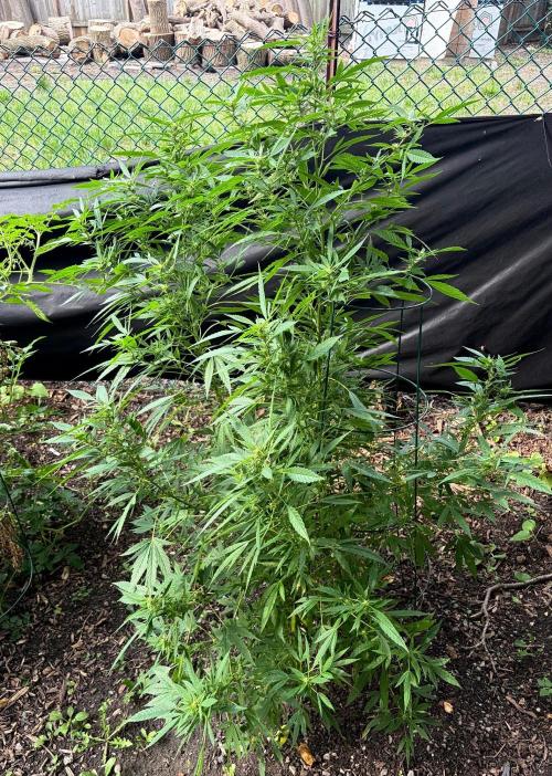 2026 Medley. Week 21 - 13th, FRIESLAND m33 is in a low-lite yard. Still pushing Buds today!!