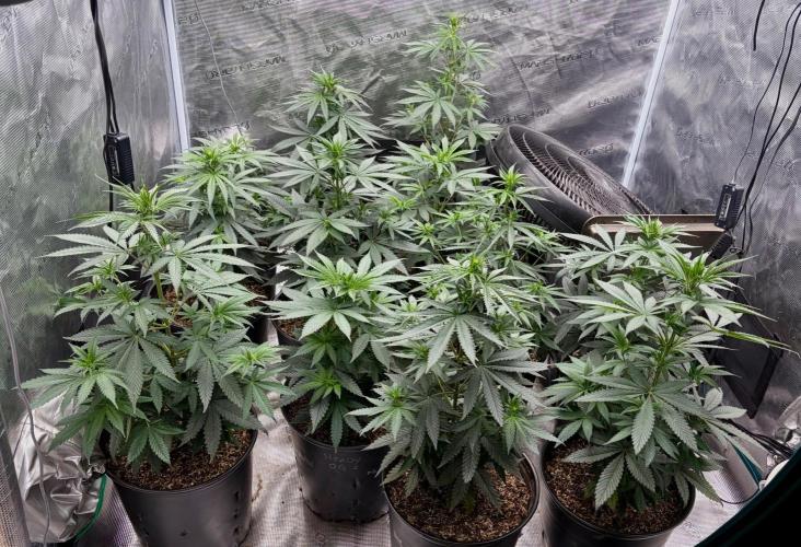 RED BILLY making it Official. Week 5 - 16th, First-look after being away for ~3 days 
🤜 🤛 solid tent 
5ladies 7men 