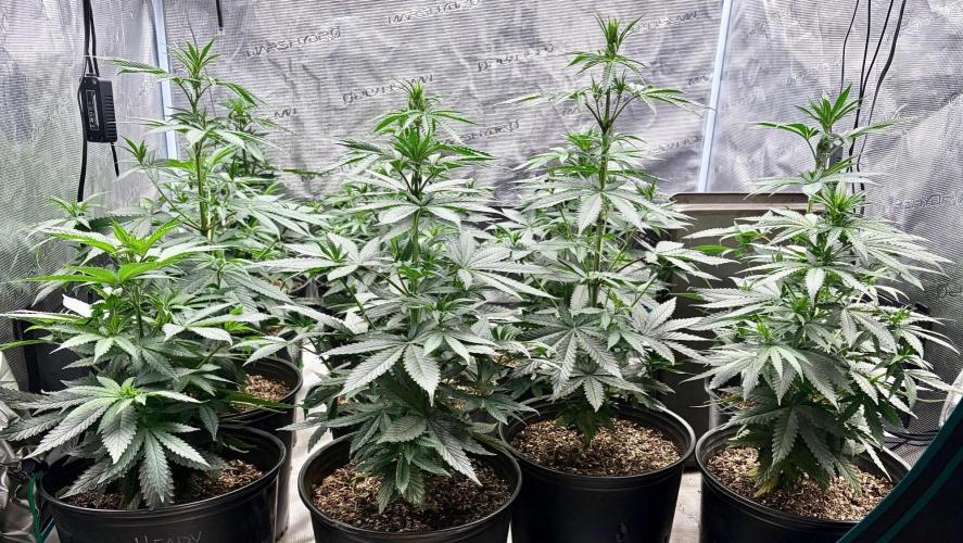 RED BILLY making it Official. Week 5 - 16th, Some plants grew 6” in 3 days. Big guys are 20” now
