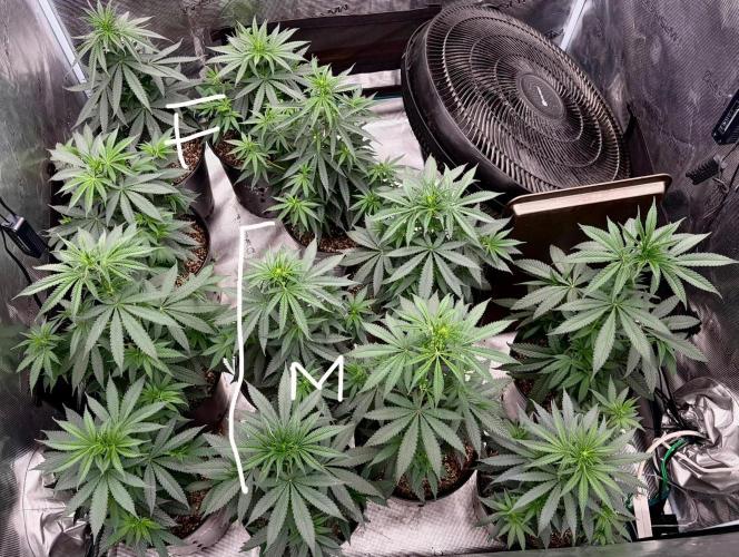 RED BILLY making it Official. Week 5 - I’ll be choosing 2 or 3 males from the 7… I think, not sure yet… tba