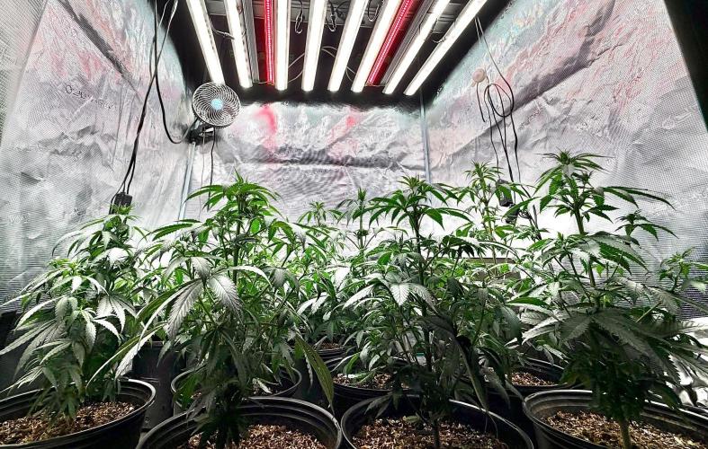 RED BILLY making it Official. Week 5 - 16th, RED Aflite turned on