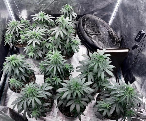 RED BILLY making it Official. Week 6 - 16th, 5 females in back with 6 males up front