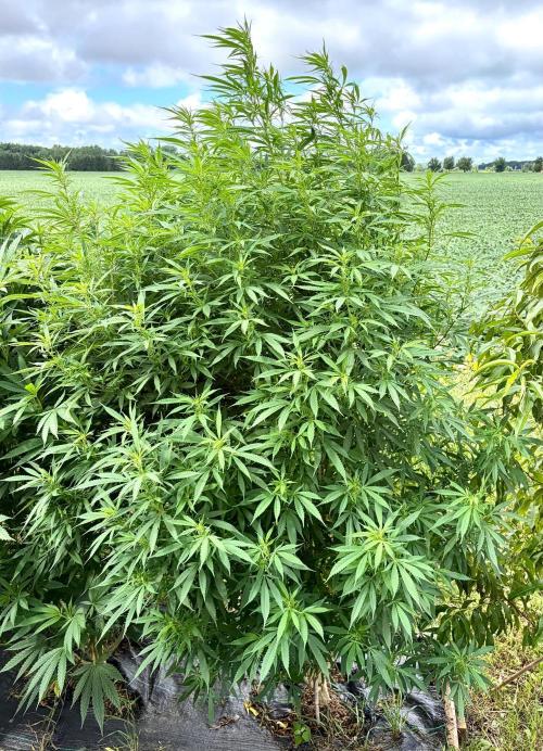 2026 Medley. Week 21 - 17th, PANAMA RED and the delicate pheno within this strain