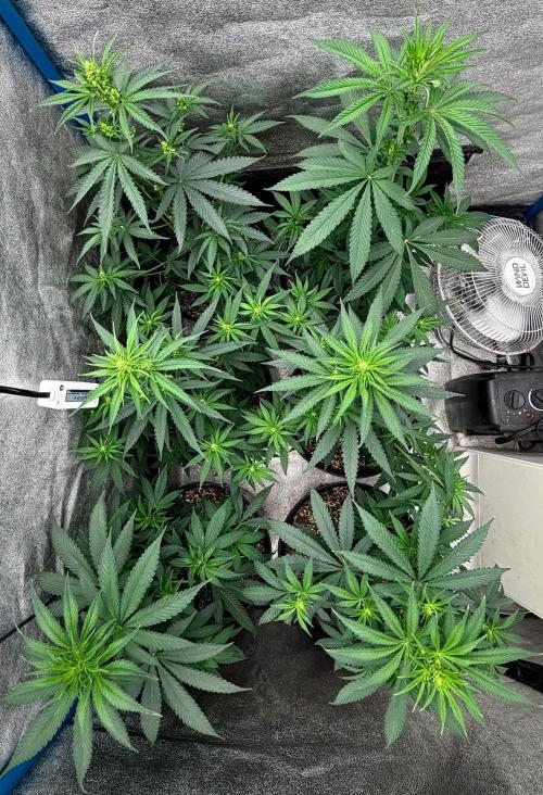 RED BILLY making it Official. Week 6 - 18th, Some look ready to go lol 