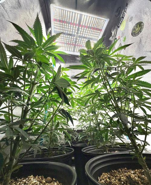 RED BILLY making it Official. Week 6 - 18th, Pots-Eye view