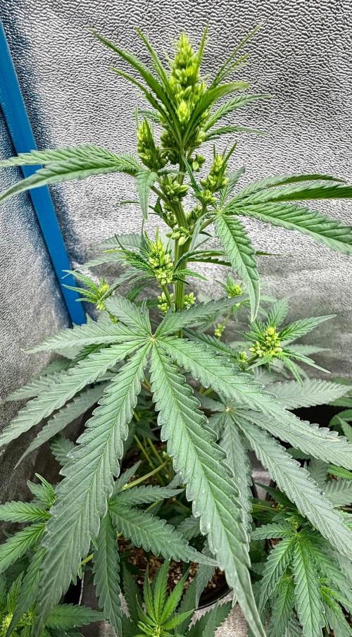 RED BILLY making it Official. Week 6 - 18th, and this plant climbed 8” in 5-days