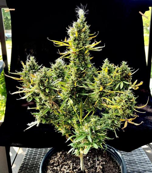 MANGA ROSA for Ole-Time sake. Week 22 - 21st, ETHOS HAZE auto
