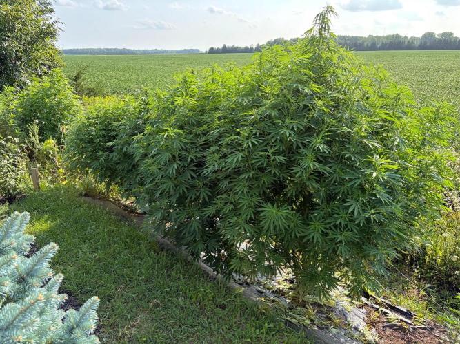 2026 Medley. Week 22 - 21st, 4 plants l-r
London Cheese/blueberrycheesecake/LSD/hawaiiansnow