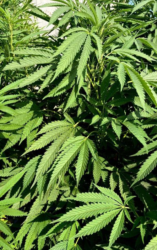 2026 Medley. Week 22 - 21st Acapulco Gold from nukeheads. And maybe that Kashmir cross…
