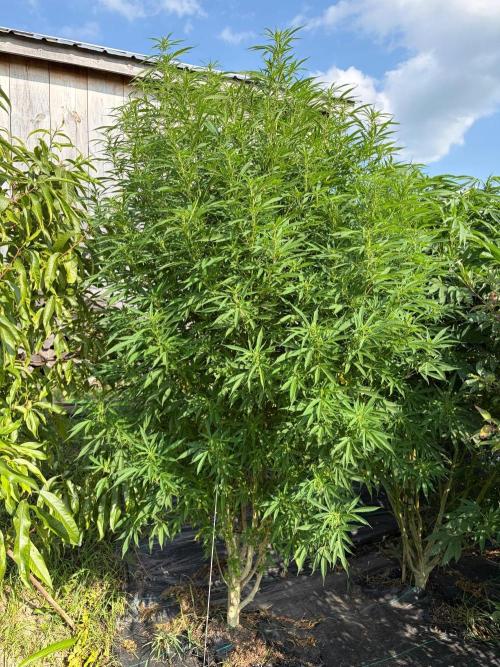 2026 Medley. Week 22 - 21st, PANAMA 
